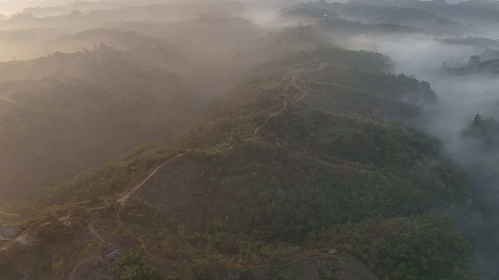Octopus Hill